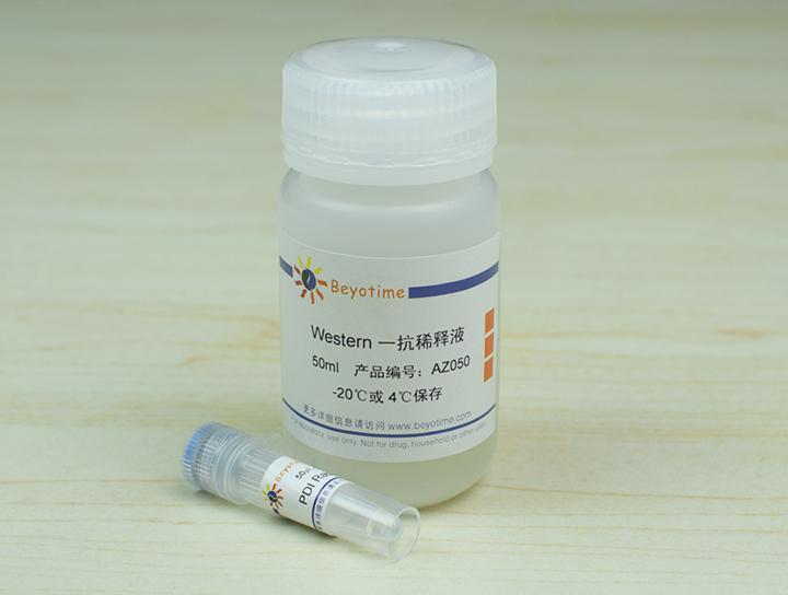 PDI Rabbit Polyclonal Antibody